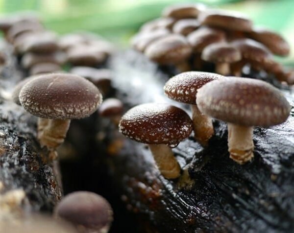 CURSO: Producción de Hongo Shiitake u Hongo Japonés