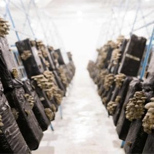 GIRGOLAS EMPRENDEDORES