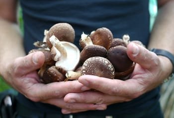 Shiitake_en_las_manos-1-1